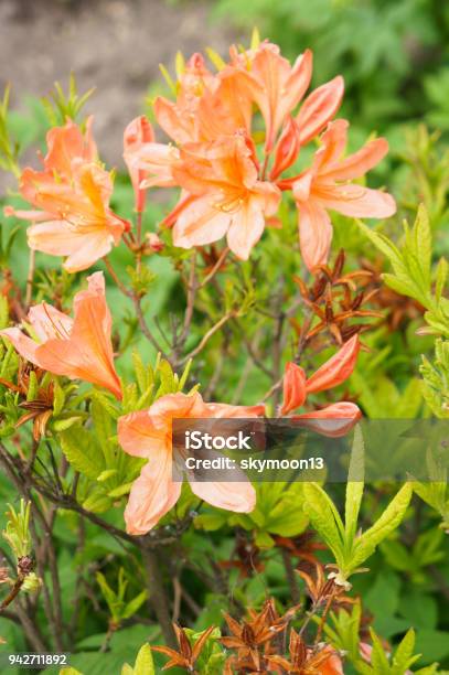 Flores De Rododendro O Azalea Naranja Con Ramas Foto de stock y más banco  de imágenes de Aire libre - Aire libre, Arbusto, Azalea - iStock