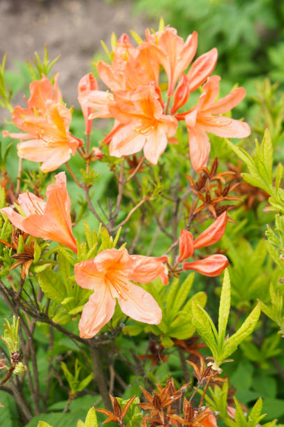 istock Orange rhododendron or azalea flowers with branches 942711892