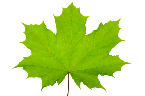 single maple leaf isolated over white background