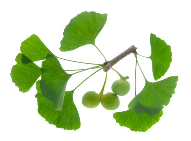 과일과 흰색 배경 위에 고립 된 은행나무의 잎 단일 나뭇가지 - nature symmetry herbal medicine green 뉴스 사진 이미지