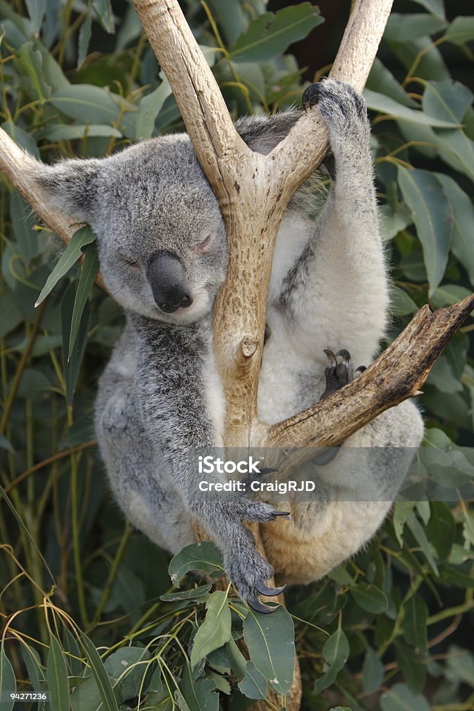 Koala Schlafen - Lizenzfrei Augen geschlossen Stock-Foto