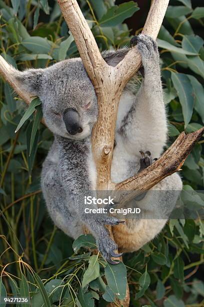 Foto de Coala De Dormir e mais fotos de stock de Animal - Animal, Animal selvagem, Austrália