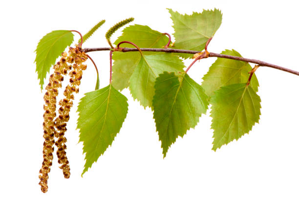 Photo of single twig with leaves of birch tree and blooming pollen isolated over white background