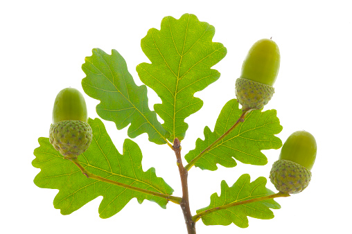 single twig with leaves of oak tree and nuts isolated over white background