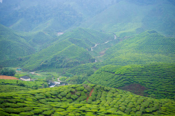 istock The tea plantations background, tea plantations during cloudy day 942713242