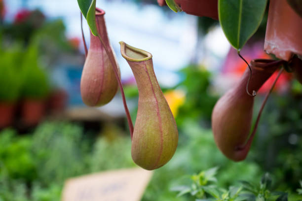 Tropical pitcher plants in the garden
