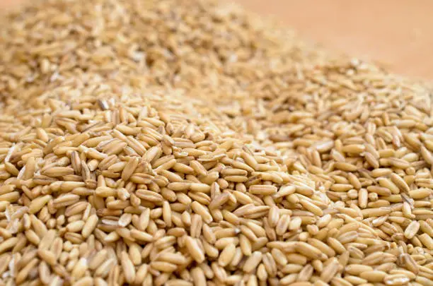 Grains of ripe cereal crops are scattered chaotically on a horizontal surface.