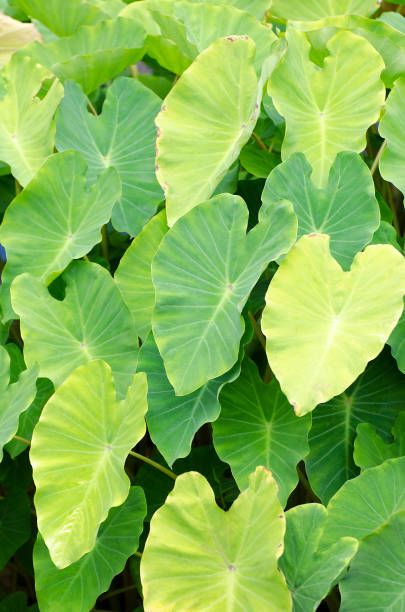 taro leaves, Colocasia esculenta, background Taro leaves, Colocasia esculenta, background. taro leaf stock pictures, royalty-free photos & images