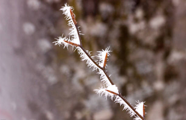 istock Frosted tree branches in crystal and prickle / thorn shapes and covered with snow in a mountain forest in Central Balkan National Park, Bulgaria 942716758