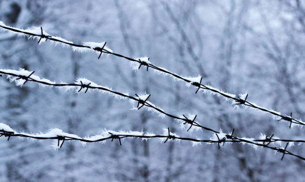 istock Frosted barb wire against forest background - metal and icy prickles / thorns side by side 942716888