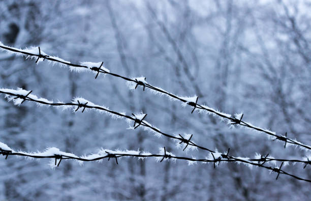 istock Frosted barb wire against forest background - metal and icy prickles / thorns side by side 942716968