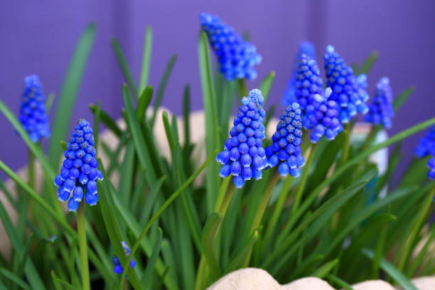 istock Grape hyacinths Muscari Flowers 942717676