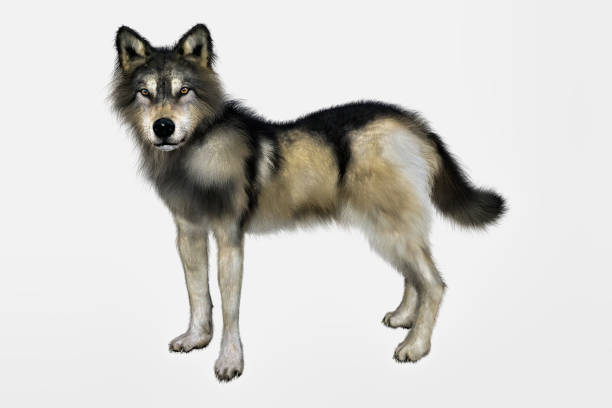 istock 3D rendering of a gray and brown wolf 942717902