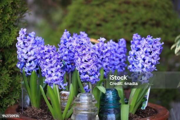 Purple Hyacinth Bloomed Stock Photo - Download Image Now - Hyacinth, Beauty, Blossom