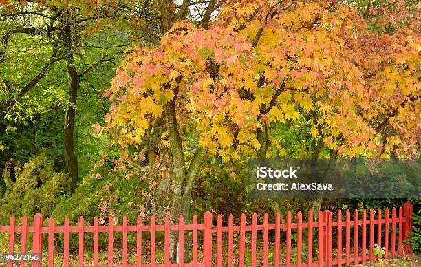 Giardino Autunnale - Fotografie stock e altre immagini di Acero - Acero, Albero, Arrugginito