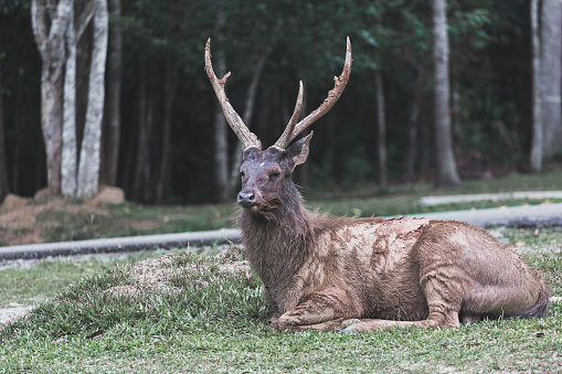 Beautiful Deer Is Sitting Stock Photo - Download Image Now - Animal, Animal  Wildlife, Antler - iStock