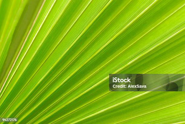 Leaf Detail Stock Photo - Download Image Now - Abstract, Backgrounds, Chlorophyll