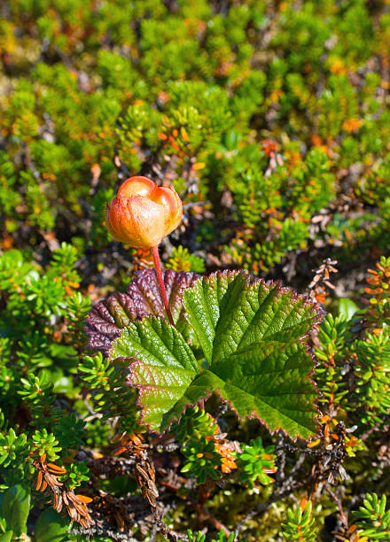 호로 딸기, Rubus chamaemorus 스톡 사진