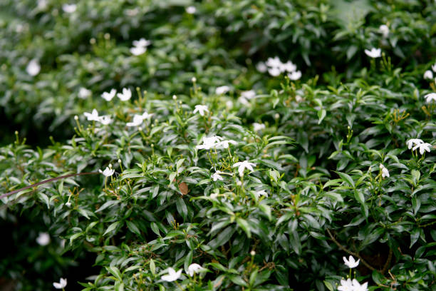 piccoli fiori bianchi sul cespuglio in giardino - duke gardens foto e immagini stock