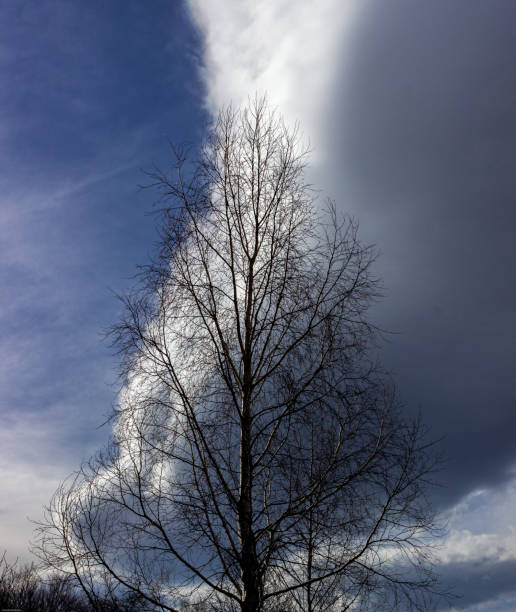istock Tree crown and a cloud with similar shape as the tree crown, Belasitsa mountain, Bulgaria 942727146