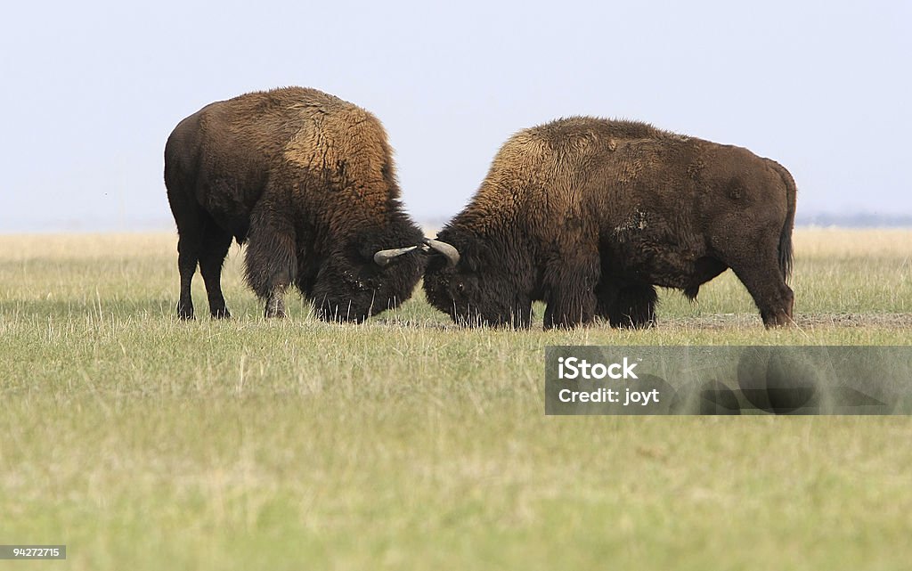 Two wild buffalos fights  American Bison Stock Photo