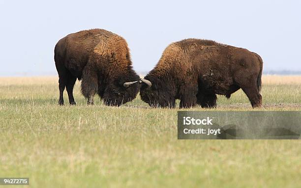 Two Wild Buffalos Fights Stock Photo - Download Image Now - American Bison, Animal, Bull - Animal