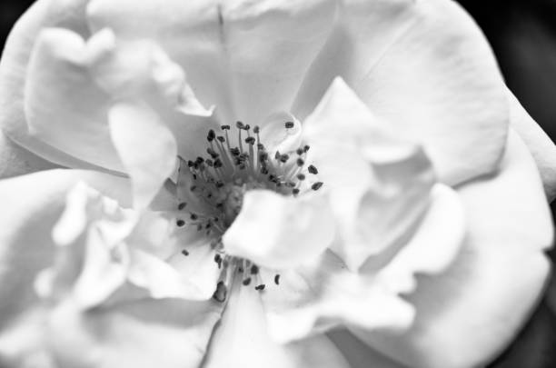 istock wild rose flower macro in black and white 942727210