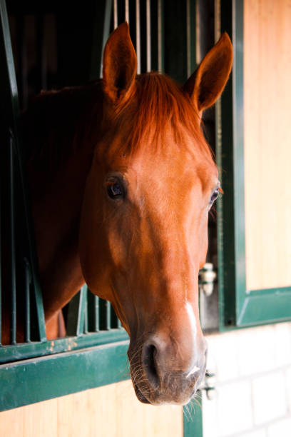 istock Horse Portrait in Barn 942727238
