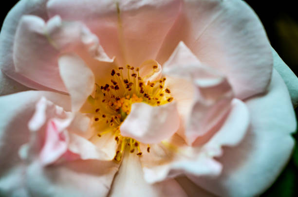 closeup macro shot of a white wildrose blossom