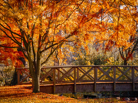 Wooden bridge in bushy park with autumn scene in London