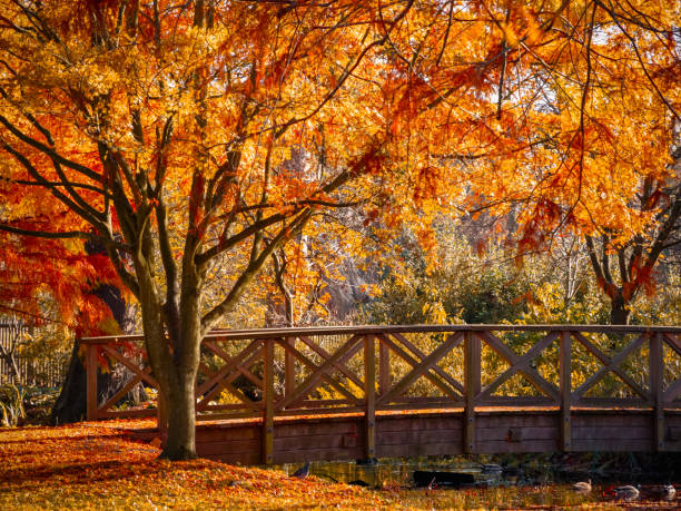 Wooden bridge in bushy park with autumn scene Wooden bridge in bushy park with autumn scene in London richmond park stock pictures, royalty-free photos & images