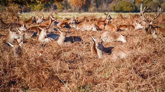 Herd of red deers resting on dry grass in bushy park in London