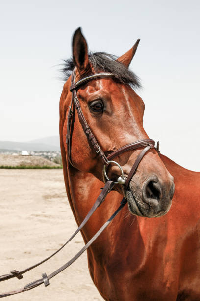 istock Horse Portrait 942727476