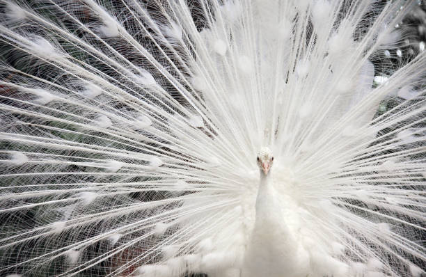 крупным планом белого самца павлина - close up peacock animal head bird стоковые фото и изображения