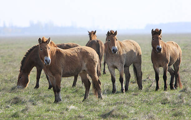istock wild horse-tarpan 94272781