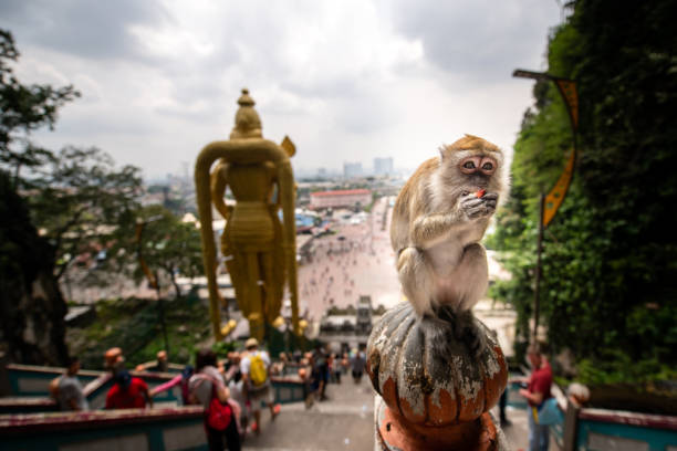 istock Monkey at Murugan statue, Batu Caves, Malaysia 942728020