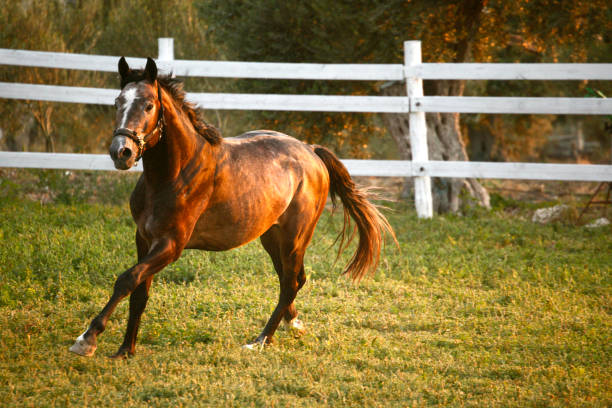 istock Horse Running Wild at the Ranch 942728108