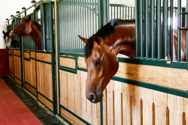 istock Horses in the Barn 942728198