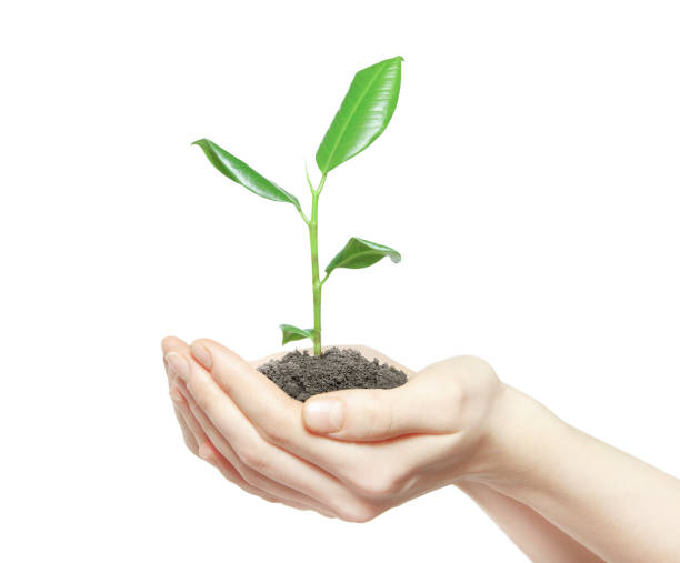 istock Human hands holding green small plant new life concept 942731824