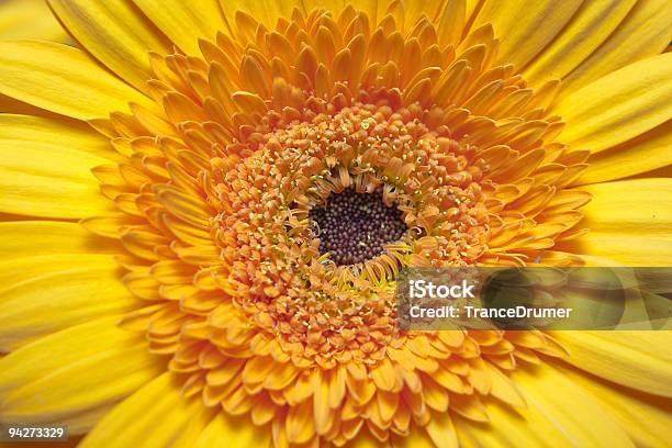 Gerbera Giallo - Fotografie stock e altre immagini di Arancione - Arancione, Bellezza, Botanica