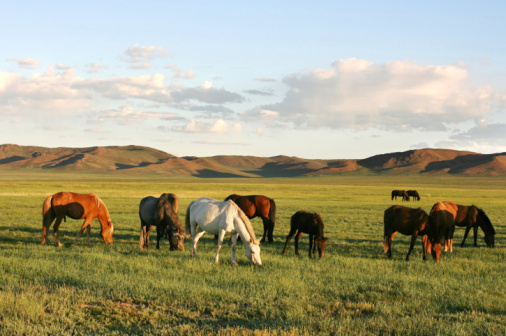 small group of Przewalski's horse at khustain nuruu national park mongolia during sunset