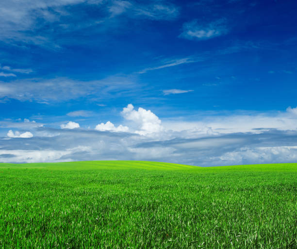 istock field of grass and perfect sky 942736178