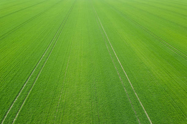 istock Green field spring season. Aerial view. Wheat. 942736500