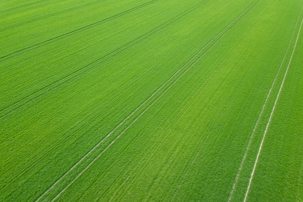istock Green field spring season. Aerial view. Wheat. 942739914