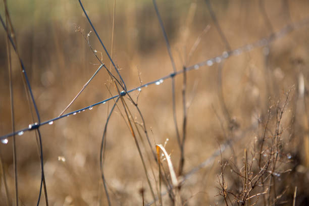 Raindrops on a wire fence in the morning