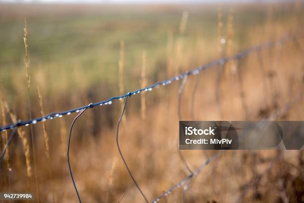 Close Up Of Rain Drops On A Wire Fence Stock Photo - Download Image Now - Amager, Capital - Architectural Feature, Close-up