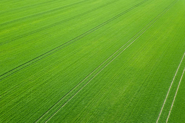 istock Green field spring season. Aerial view. Wheat. 942740458
