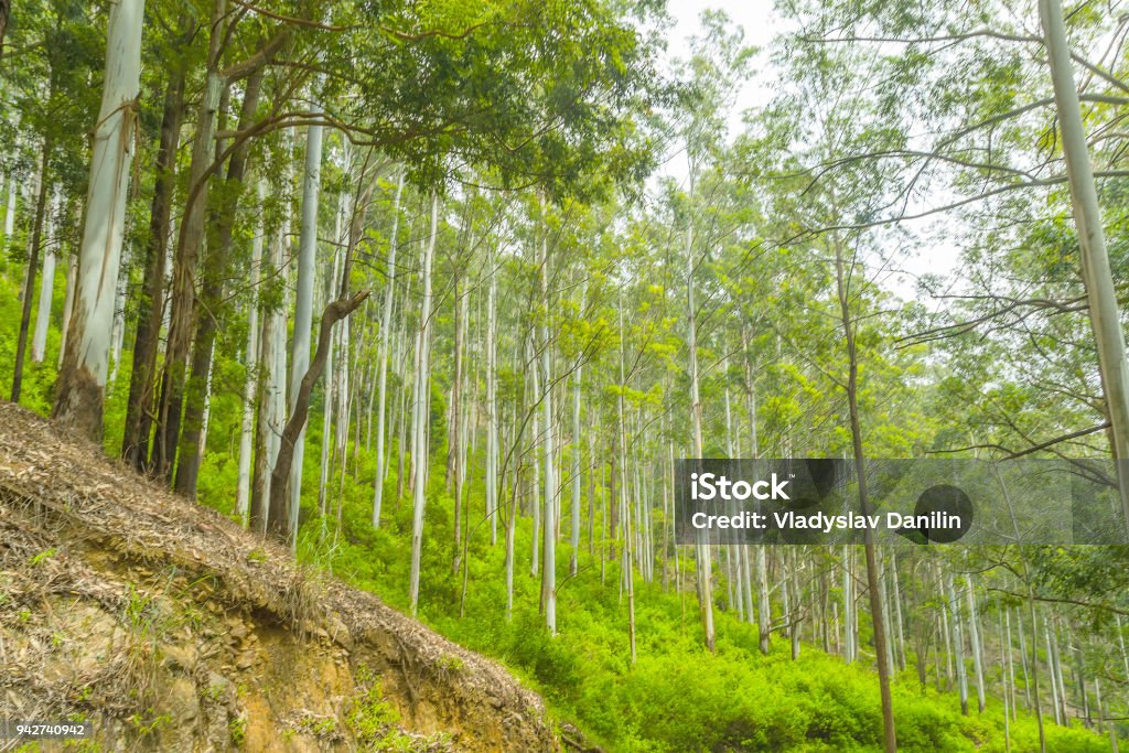 Wet grasslands & Sub-Montane and Montane forest Horton Plains National Park (Ohiya, Sri Lanka) Agricultural Field Stock Photo