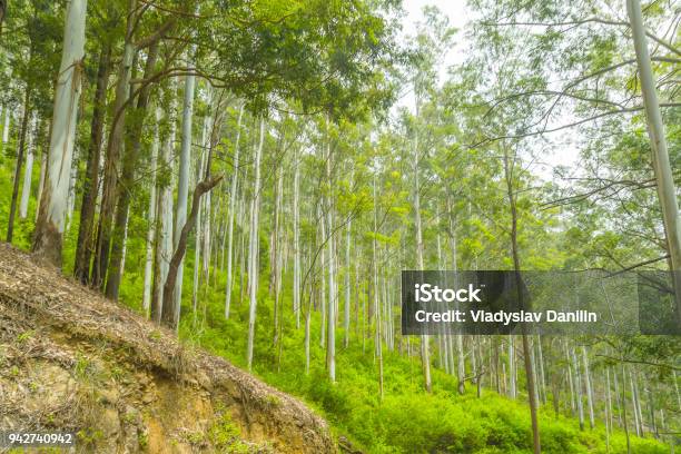 Wet Grasslands Submontane And Montane Forest Horton Plains National Park Stock Photo - Download Image Now