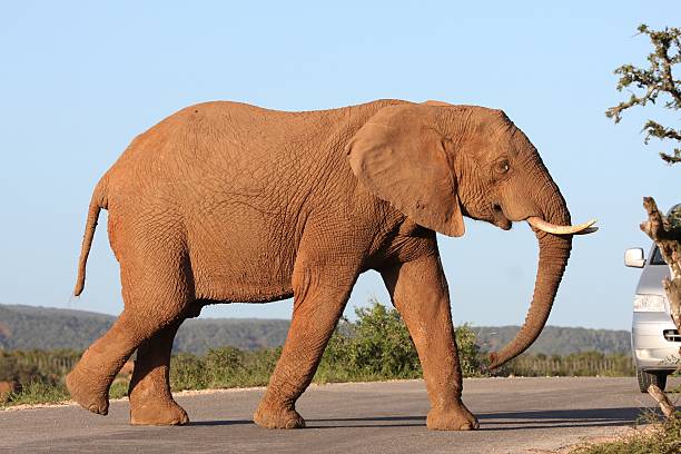 istock African Elephant Crossing Road 94274725